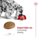 royal-canin-medium-adult-7-feeding-kibble