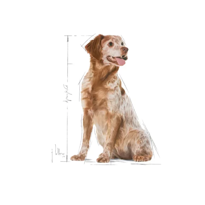 royal-canin-medium-adult-7-labrador royal-canin-medium-adult-7-labrador