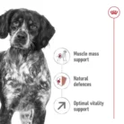 royal-canin-medium-adult-7-pointer