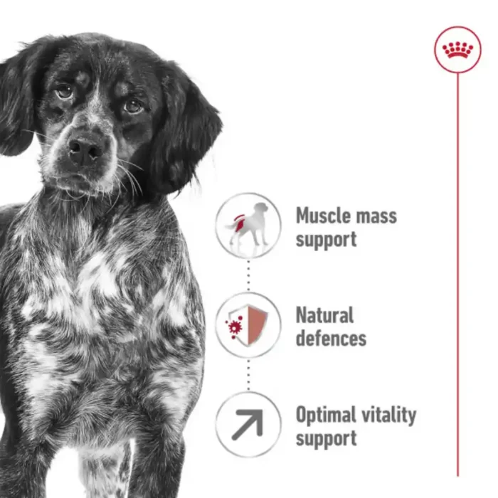 royal-canin-medium-adult-7-pointer royal-canin-medium-adult-7-pointer