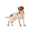 royal-canin-medium-adult-britanny-spaniel