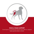royal-canin-medium-adult-muscle-mass-support