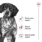 royal-canin-medium-ageing-pointer-breed-senior