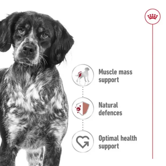royal-canin-medium-ageing-pointer-breed-senior royal-canin-medium-ageing-pointer-breed-senior