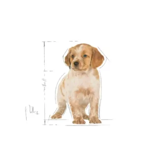 royal-canin-medium-puppy-labrador-puppy royal-canin-medium-puppy-labrador-puppy