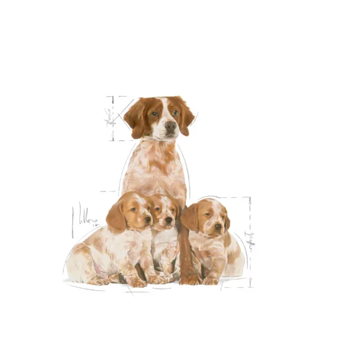 royal-canin-medium-starter-brittany-spaniel-with-pups royal-canin-medium-starter-brittany-spaniel-with-pups