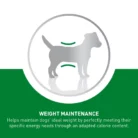 royal-canin-mini-adult-ageing-8-weight-maintenance
