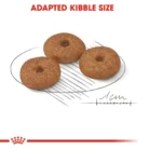 royal-canin-mini-ageing-12-kibble