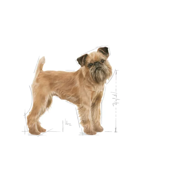 royal-canin-mini-dental-care-brussels-griffon royal-canin-mini-dental-care-brussels-griffon