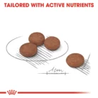 royal-canin-mini-digestive-care-kibble