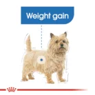 royal-canin-mini-light-weight-care-yorkie