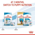 royal-canin-mini-starter-mother-babydog-puppy-nurturing-at -two-months