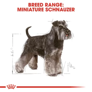 royal-canin-miniature-schnauzer-adult royal-canin-miniature-schnauzer-adult