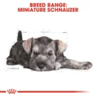 royal-canin-miniature-schnauzer-puppy