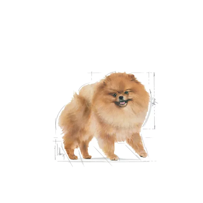 royal-canin-pomeranian royal-canin-pomeranian