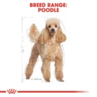 royal-canin-poodle-adult