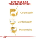 royal-canin-poodle-adult-life