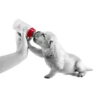 royal-canin-puppy-milk-formula-puppy-drinking-milk-from-bottle
