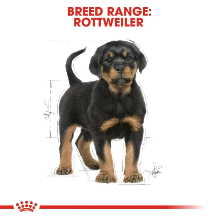 royal-canin-rottweiler-puppy royal-canin-rottweiler-puppy