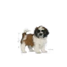 royal-canin-shih-tzu-puppy