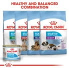 royal-canin-starter-mousse-mother-babydog-balanced-formula