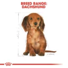 royal-canin-dachshund-puppy