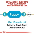 royal-canin-dachshund-puppy-life