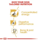 royal-canin-great-dane-adult-nutrition
