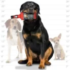 VIP-SS-LB-BS_2.webp