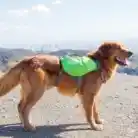 Outward Hound DayPak Saddleback Large Green Dog Backpack worn by a large dog outdoors